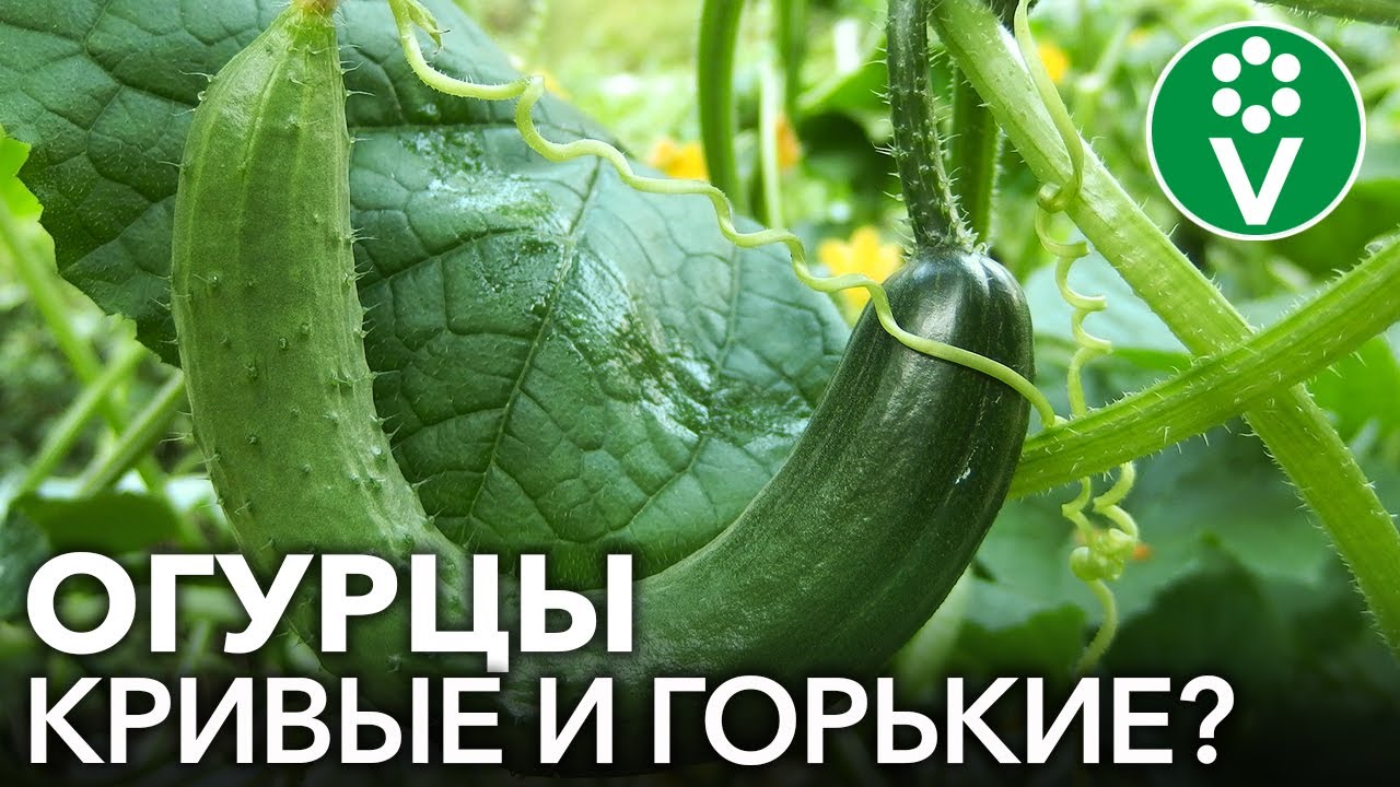 Горьких и кривых огурцов не будет, если выполнять эти простые правила!
