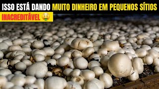 10 Negócios rurais que DÃO LUCRO em sítios pequenos