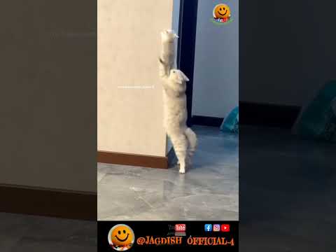 મામા ના ઘરે તોફાન કરીયું #ગુજરાતી_કોમેડી #comedy #funny #animal_comedy