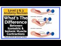 Muscle Contractions and Their Types