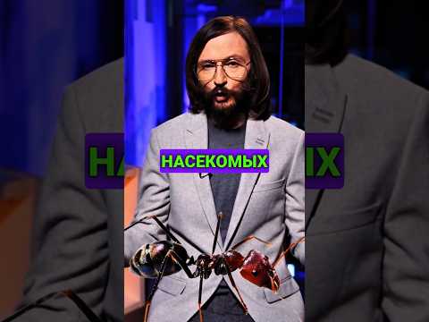 Станислав Дробышевский: планета насекомых #дробышевский #биология #насекомые #эволюция