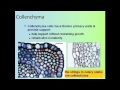 Plant Biology Concepts and Functions