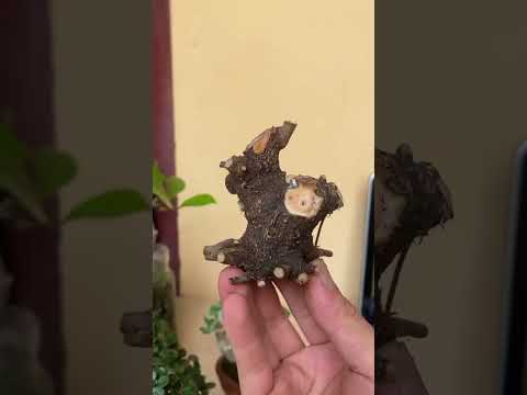 beringin liar berkarakter #bonsaimania #inspirasibonsai #bonsaitree