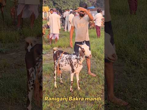 गाभिन बरबरी बकरी सस्ते दामों में Raniganj bakra mandi#shorts