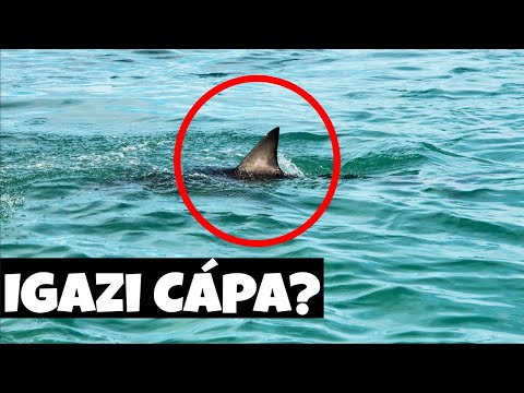 CÁPA VAN A BALATONBAN???😰 IGAZ vagy SEM? [Most kiderül]