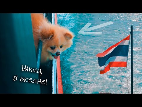 Шпиц на острове Самуи! Паром от Сураттхани до Самуи