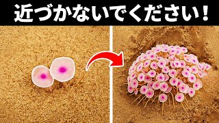 これらの美しい植物に触れるとアウトです