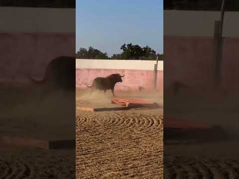 π± TORO Destroza el BURLADERO.
