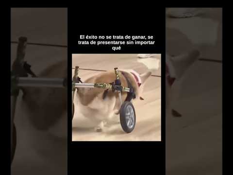 El éxito no es ganar: la carrera del perrito discapacitado que nunca se rinde