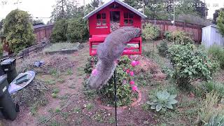 Clumsy Squirrel 20250427