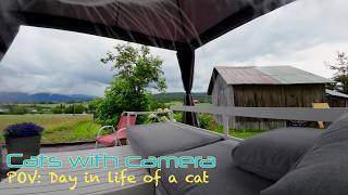 Cat POV : a rainy trip outside
