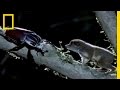 Predatory Behaviors of Owls and Moths