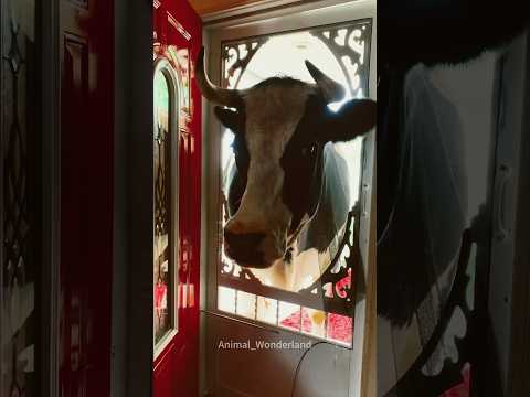 Funny cow#cow#animal#animallover#funnyanimal #fyp