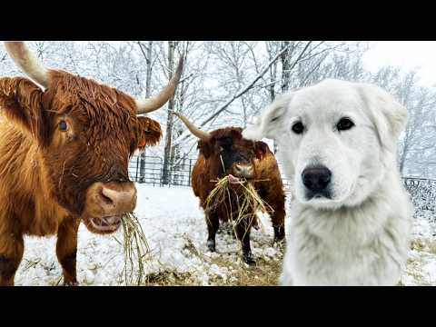 Inside the Mind of a Farm Dog