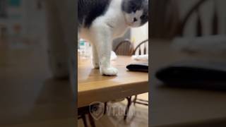 STOP TOUCHING MY PAWS! 😾🐾