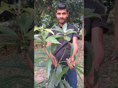 Mango grafting tree. ||grafting ||#mango #plants#garden#shortsfeed
