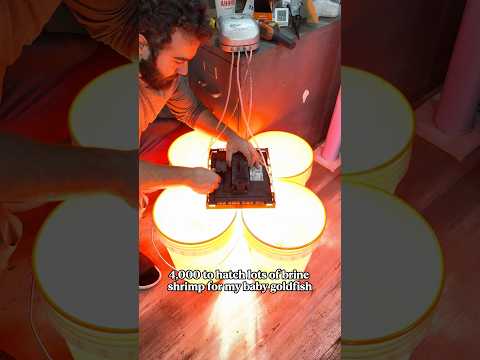 Harvesting ONE MILLION brine shrimp