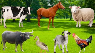Farm Animal Sounds - Cows, Ducks, Horses, Sheep, Goats, Buffaloes, Pigs