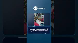 Morador encontra cobra de 1,5 metro dentro de casa | #SBTNotícias