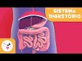 Sistema Digestório e Suas Funções