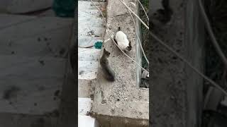 بدأت قناة "حيونات مثيرة" بثًا مباشرًا