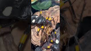 Three of the most poisonous insects in the world. #facts #insects #facinating #poisonous  #shorts