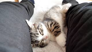 Cute kitten that absolutely refuses to let me brush its fur...