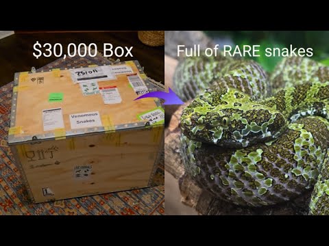 Unboxing $30,000 of Venomous Snakes!