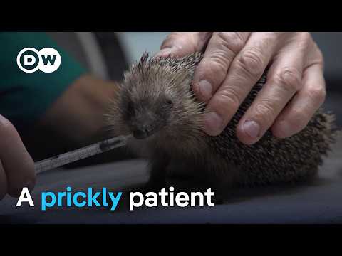YouTube video thumbnail: One man's Mission to Save Europe's Hedgehogs