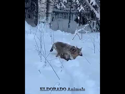 Рысь поймала лису и попала на видео #животные #animals #природа