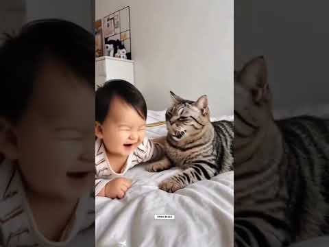 #cat #funny #funnycats #funnycatvideos #shorts #pets #dogs