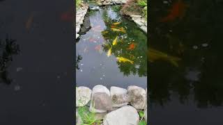 Beautiful Backyard Koi Pond #Shorts