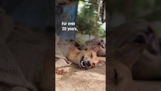 Rescue from India's dog meat trade