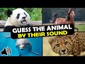 Guess the Animal by Their Sound