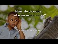 Insect Sounds and Mechanisms