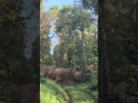 ಕಾಫಿ ತೋಟದಲ್ಲಿ ಪ್ರತ್ಯಕ್ಷವಾದ ಕಾಡಾನೆಗಳ ಹಿಂಡು 😱 #shotrs #viral #ytshorts