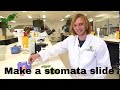 Exploring Stomata Structure and Function