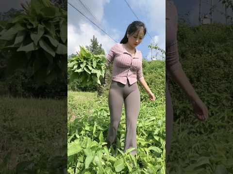 Picking spinach
