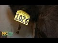 Cattle and Livestock Tagging Procedures