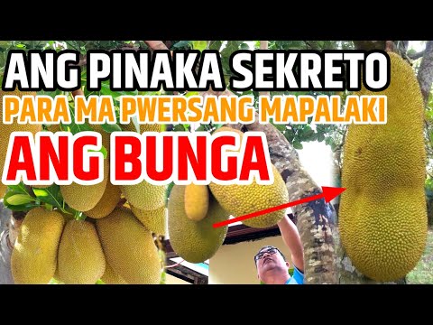 SEKRETO PARA MA PWERSANG MAPALAKI ANG BUNGA NG LANGKA