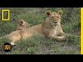 Animal Behavior and Adaptations