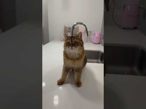 Simba has difficult choice …