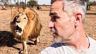 How to Understand LIONS? | The Lion Whisperer