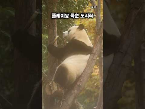 죽순 먹던 중, 새 소리가 들리자 행동은?