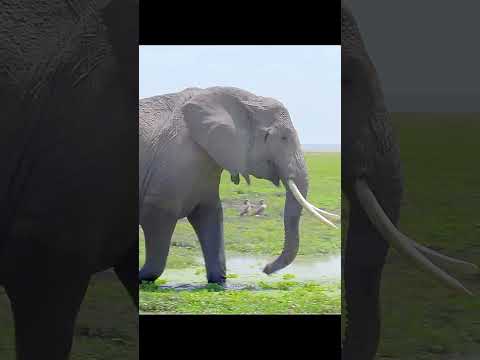 The wisdom of elephants passed down from generation to generation #wildlife #animals