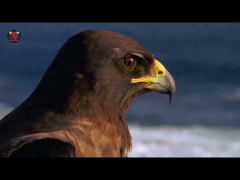 Wild Survival: The Fierce Lives of Hawks and Eagles