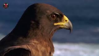 Wild Survival: The Fierce Lives of Hawks and Eagles
