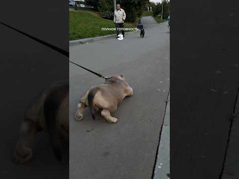 Оnасное наnаденuе «бойцовской» собаки 😂