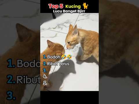 Top 5 kucing #lucu #ngakak