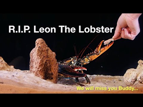 R.I.P. Leon The Lobster... We will miss you Buddy